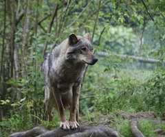 El lobo mata una media de 3.000 cabezas de ganado al año en Asturias